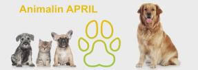 Avec Animalin APRIL, le remboursement des soins vétérinaires simplifié 
