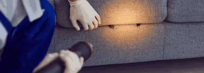 Cafards dans le canapé