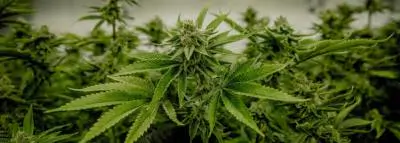 cannabis-plant-fleur