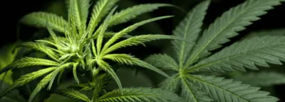 Cannabis thérapeutique