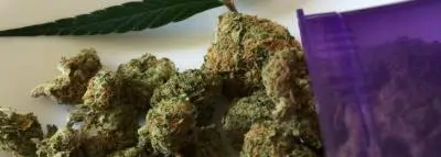 cannabis