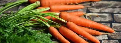 carottes