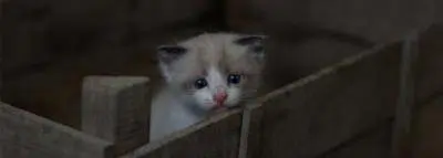 chat-animaux
