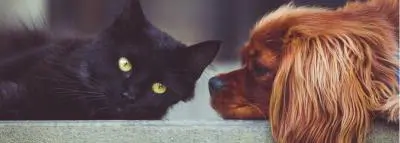 chat-chien-pote
