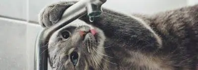 chat-eau-robinet chat-eau-robinet