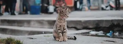 chat-animaux