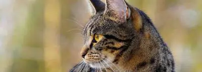 chat-felin-animal chat-felin-animal