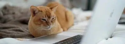 chat-ordinateur-teletravail