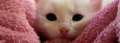 chat-petit