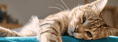 chat tranquille repos