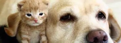 Risque d’intoxication pour les animaux avec les produits anti-puces