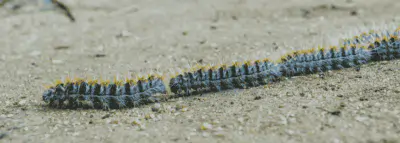 chenilles processionnaires