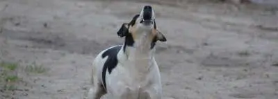 chien aboiement