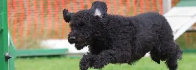 chien-agility