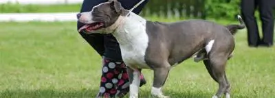 chien-american-staffordshire-terrier