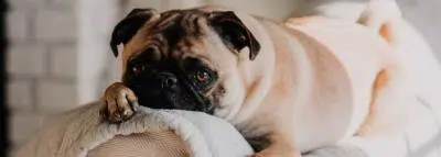 chien-carlin-sofa chien-carlin-sofa