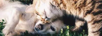 chien-chat-calin