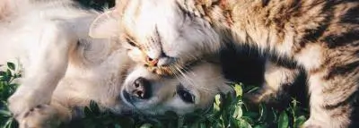 chien chat calin