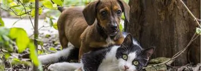 chien chat