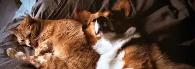 chien chat