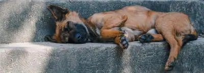 chien-escaliers chien-escaliers