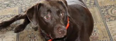 labrador marron