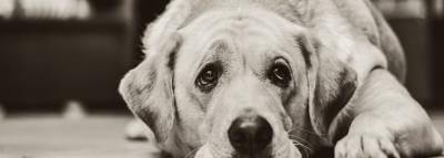 chien-triste