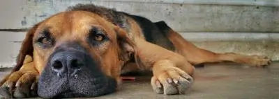 chien-triste