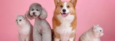 chiens chats
