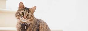 Dernieres Actualites Assurance Chiens Chats Assurland Com