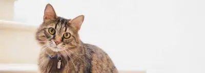 collier-chat collier-chat