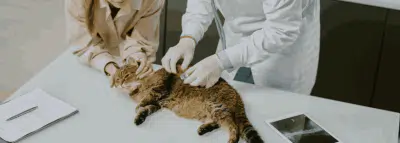 Le don de sang chez les animaux progresse en France