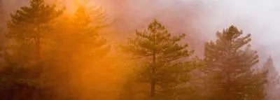 feu incendies pins