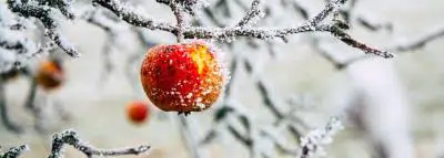 gel-arboriculture