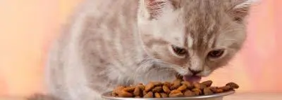 jeune chat jeune chat