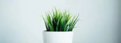  jeune-pousse-en-pot