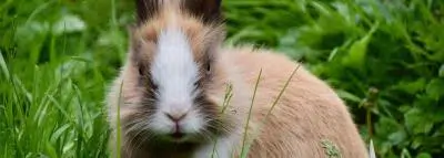 lapin