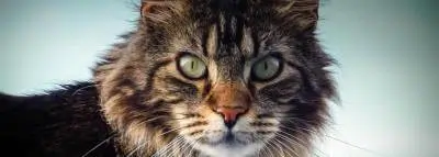 Un Main coon vient de souffler ses 30 bougies au Royaume-Uni Un Main coon vient de souffler ses 30 bougies au Royaume-Uni