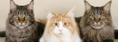 trois chats les uns à coté des autres