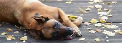 chien allongé