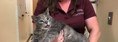 mr-handsome-chat