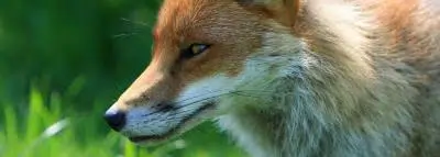 renard