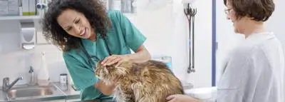 veterinaire-chat