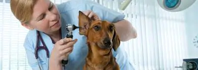 veterinaire-chien