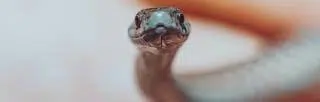 vipere-serpent vipere-serpent