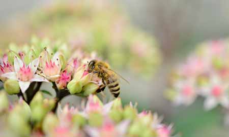 L'allergie aux insectes
