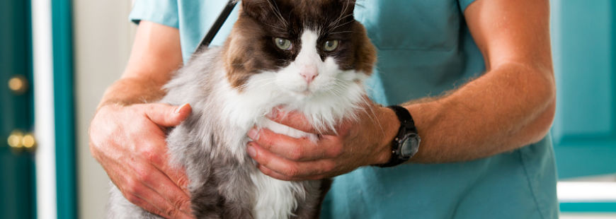 stérilisation chat assurance