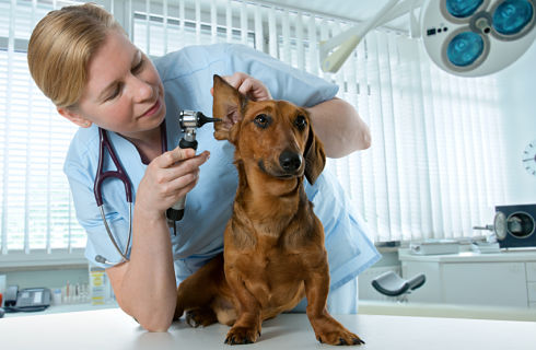 veterinaire-chien-otoscope-oreille