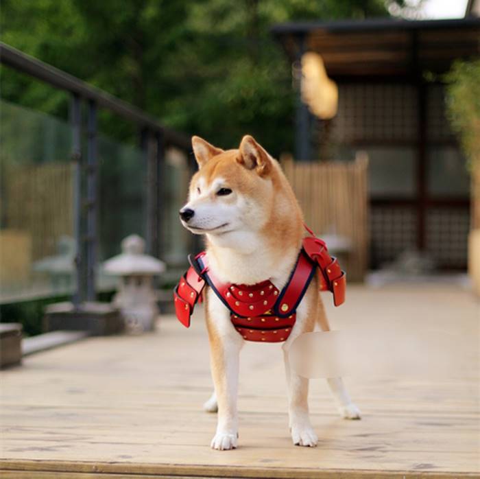 armure-samourai-chien
