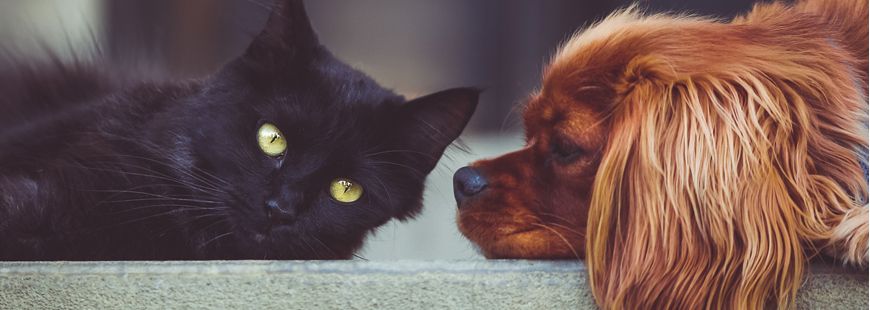 Qui Est Le Meilleur Entre Le Chat Et Le Chien